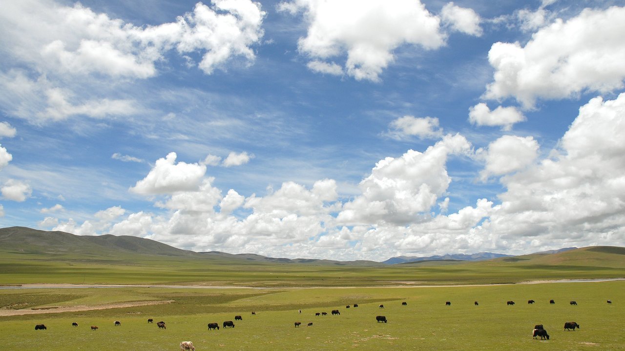 Stand-in, not a photo of this event: yaks graze on a wide green grassland under white clouds in Nagqu County, Tibet, in a 2007 photo taken far from the quake zone